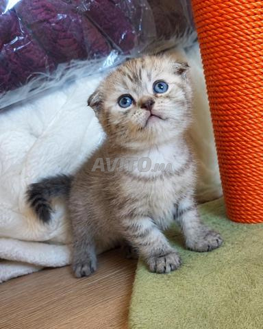 🐱 بريطاني قصير الشعر # سكوتش فولد🐱 - 2