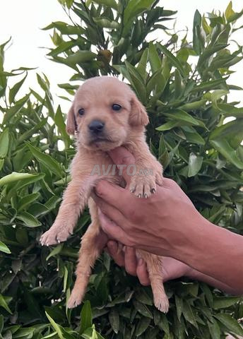 Labrador - 2