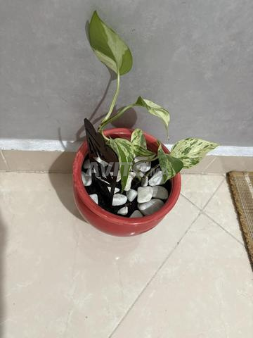Vase et plante Sansevieria - 2