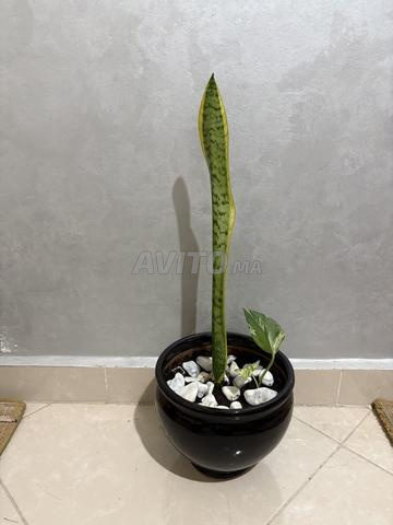Plante sansevieria et vase - 2