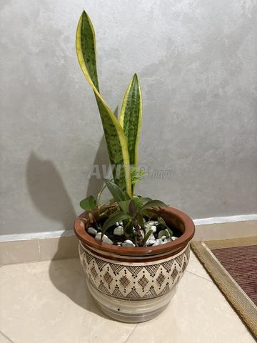 Grand beau vase et plante - 2