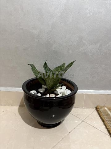 Beau vase et plante sansevieria - 2