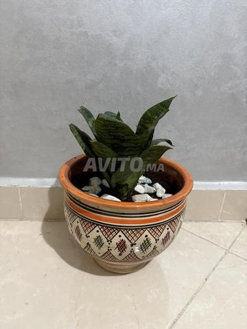 مزهرية جميلة جداً ونبتة سانزيفيريا - 2
