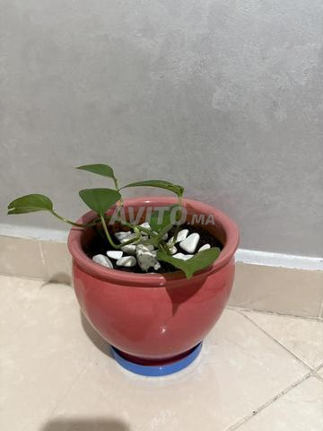 Beau vase et plante Pothos - 2