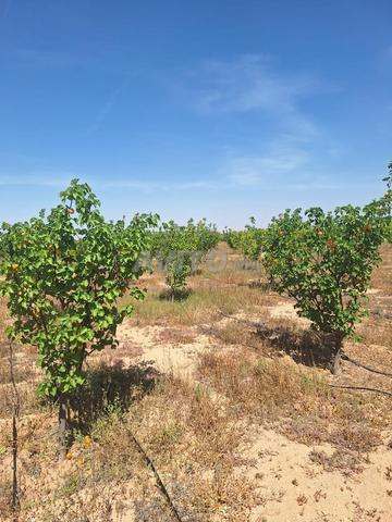 Exploitation agricole 13,65ha Région de l'Oriental - 2