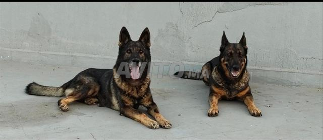 Chiot Berger Allemand Gris - 2