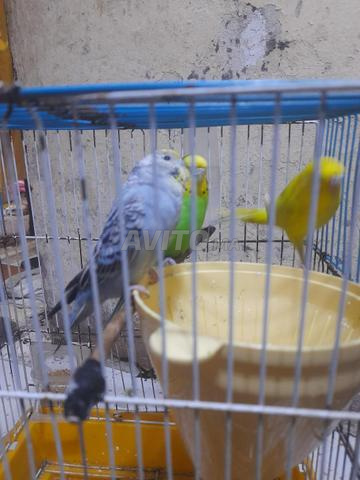 Caique 70 et jaune 70 et gris dressé 90 - 2