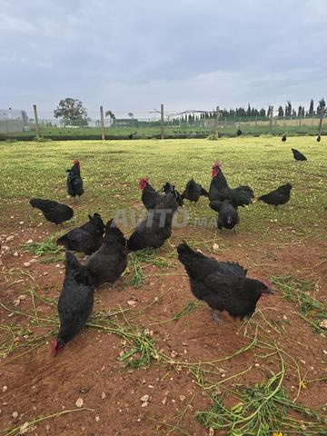 Poules Australorp - 2