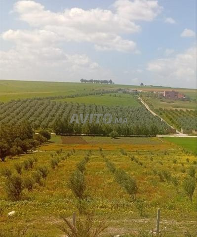مزرعة للبيع بمريزيغ 15650 م2 / ثلاثاء اولاد - 2
