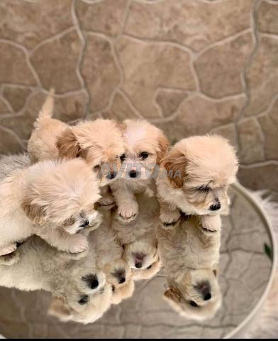 04 bichons maltais pure race - 2