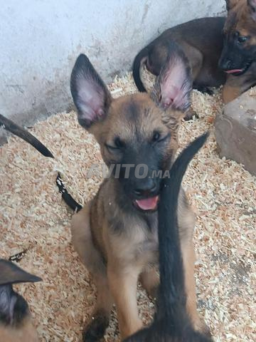 Chiot Malinois charbonné à vendre - 2