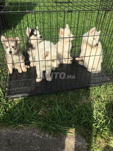 Husky Malamute - 2