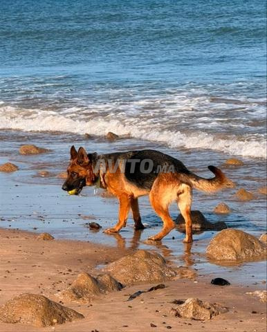 Chienne berger allemand - 2