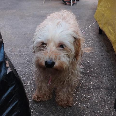 Chien Bichon - 2