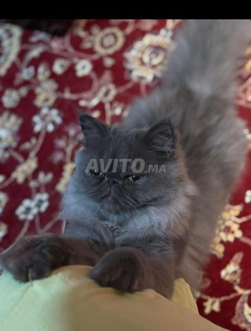 Chat personnel - 2