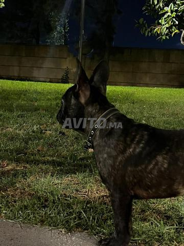 Chiot Bulldog Français Brindle (4 mois) - Vacciné - 2