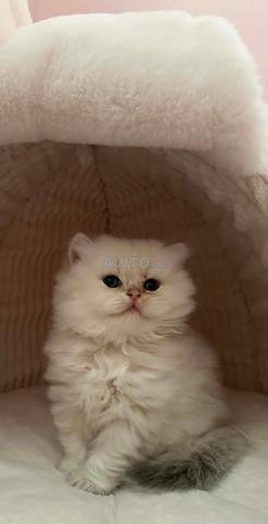 chaton british long hair - 2