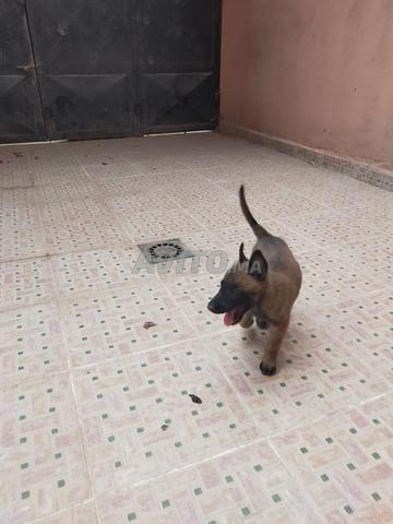 Femelle malinois à vendre - 2
