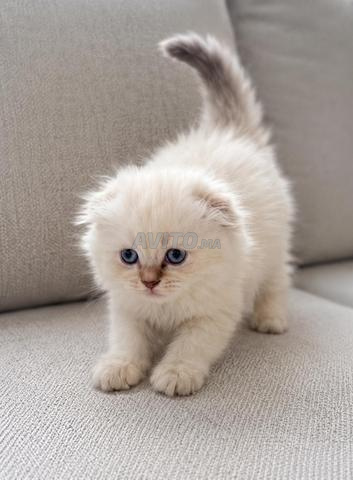 Chaton Scottish Fold Highland - 2