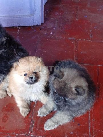 Chiot Spitz - 2