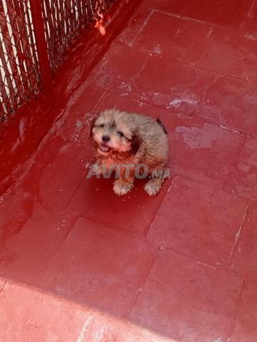 Chiot bichon - 2