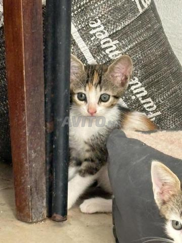 GRATUIT adoption chatons Rabat - 2