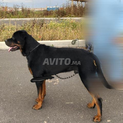 Meilleur Rottweiler au Maroc - 2