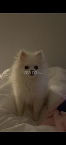 Spitz nain avec passeport