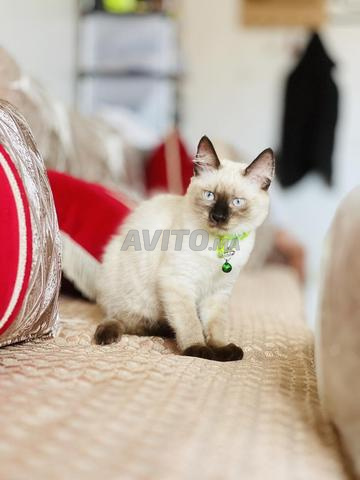 Chat siamois 🐈 - 2