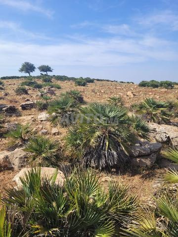 أرض فلاحية للبيع ضواحي إفران... أرض سلالية - 2
