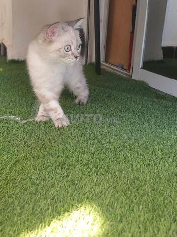 Scottish straight lynx point yeux bleu - 2