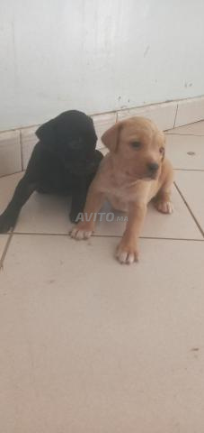 Chiot labrador - 2