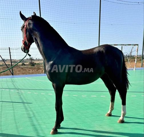 Cheval noir de tbourida - 2