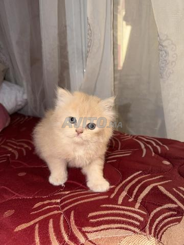 Tanger mghougha kbera - 2