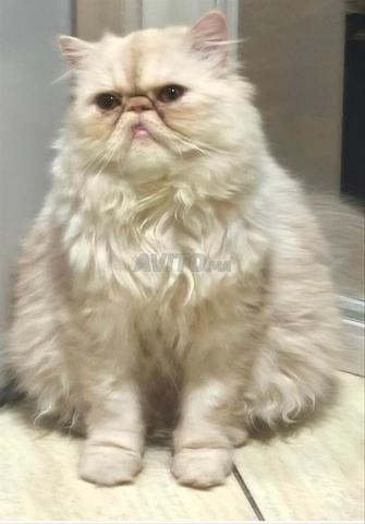 Magnifique chat persan à vendre – Casablanca - 2