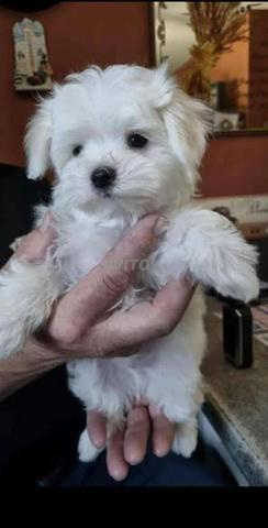 Bébé bichon maltais nain - 2