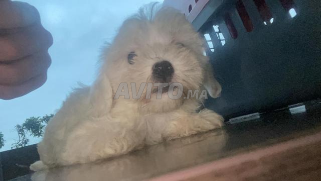 Bichon maltais - 2