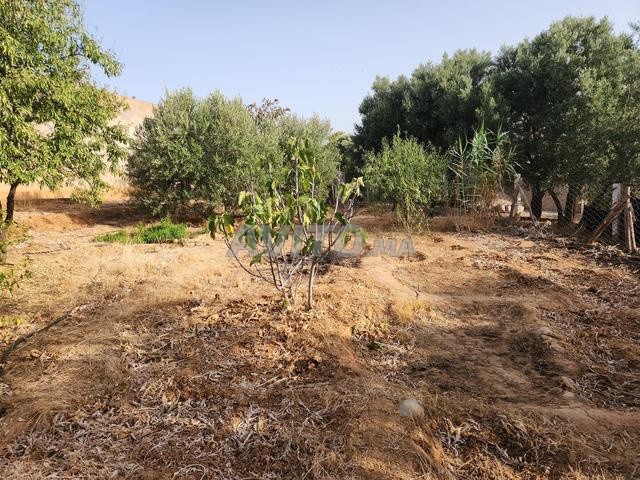 تازة دوار جعونة - 2