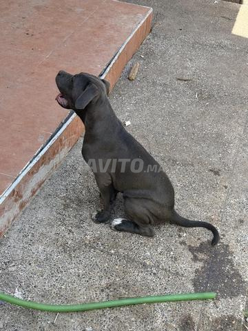 Cane Corso - 2