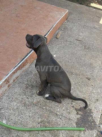 Cane Corso - 2