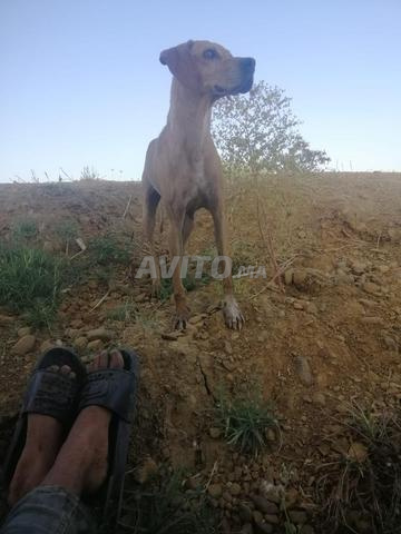 صيد بوينتر براك سيتر - 2