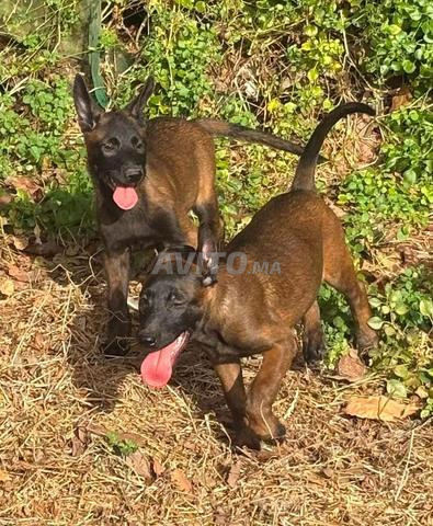Deux femelles malinois charbonnées pedigree