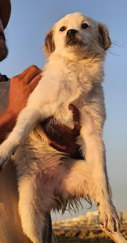 كلبة جاك راسل أنثى - 2