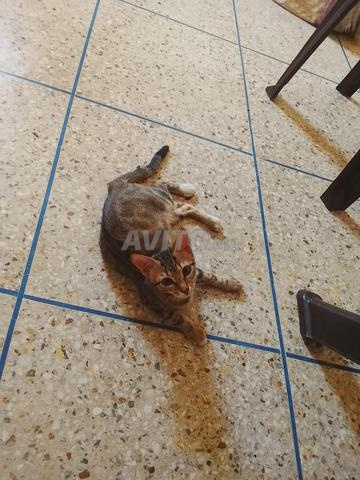 Chaton à adopter à Ben Guerir. - 2