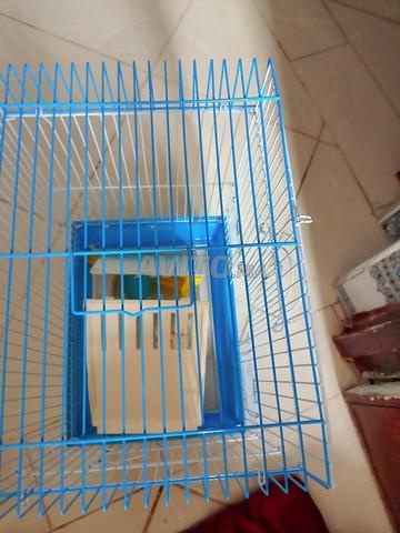 Cage à oiseaux avec deux nids, une maisonnette et deux perchoirs - 2