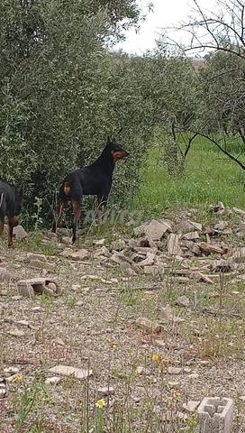 كلب دوبرمان ذكر للبيع في فاس - 2