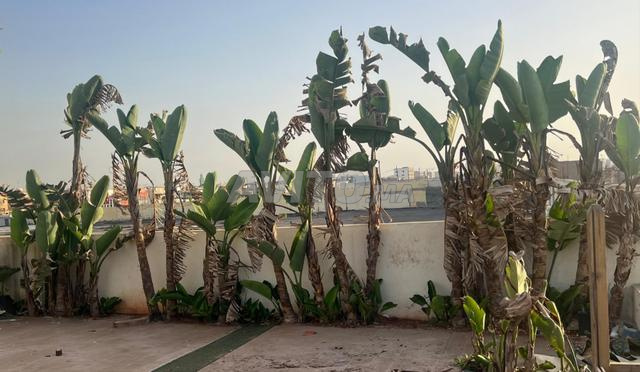 موز (Strelitzia nicolai) - 2