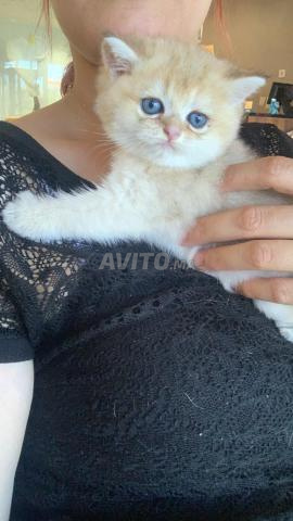 Chaton Scottish Straight mâle disponible.