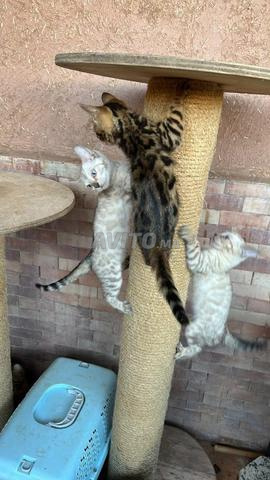 Chat Bengal 😺