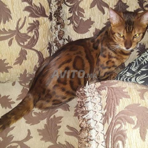 Chat Bengal 😺
